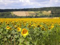 umgebung-sonnenblumen